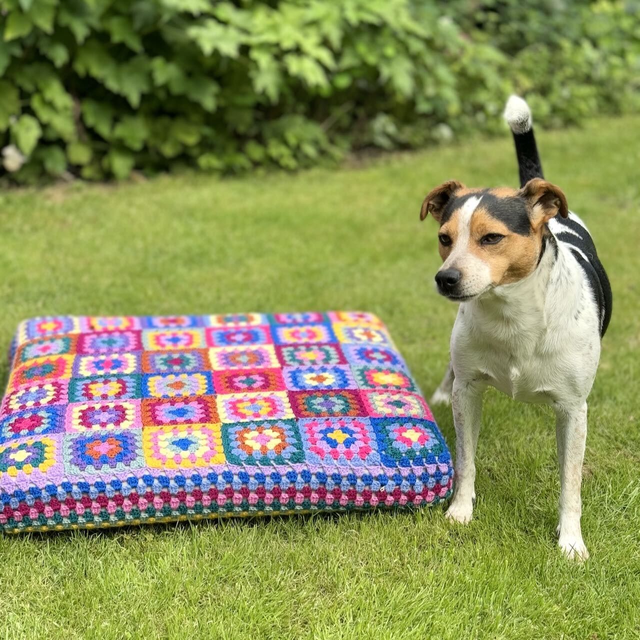 Kafka’s Dog Bed