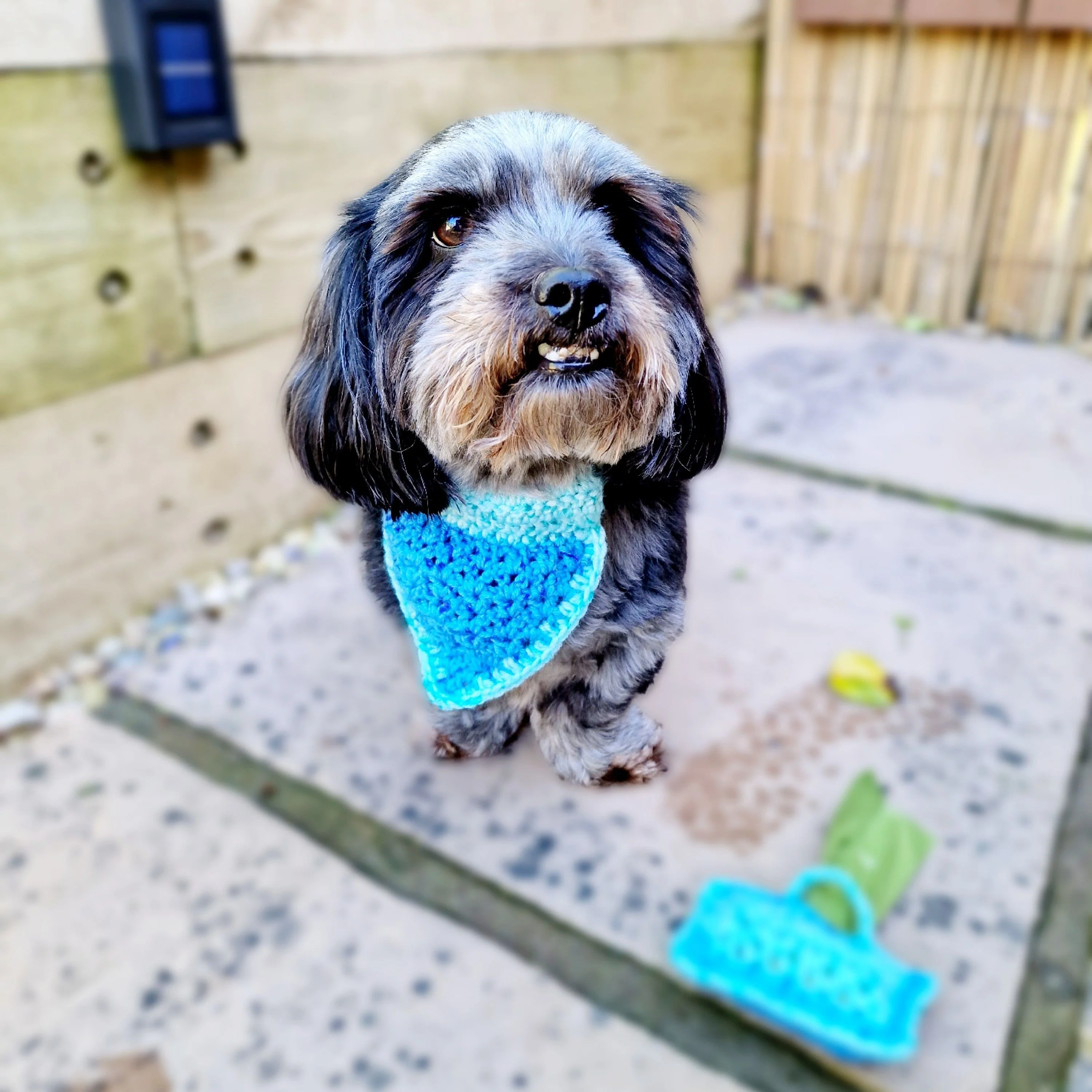Alfie - Bandana & Matching Poop Bag Holder - Image 5