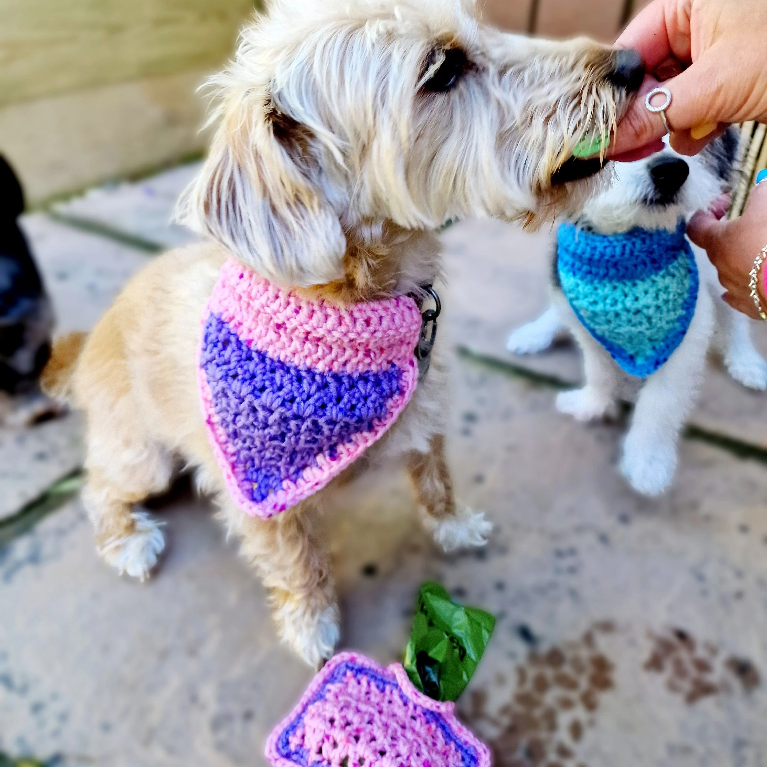 Alfie - Bandana & Matching Poop Bag Holder - Image 6
